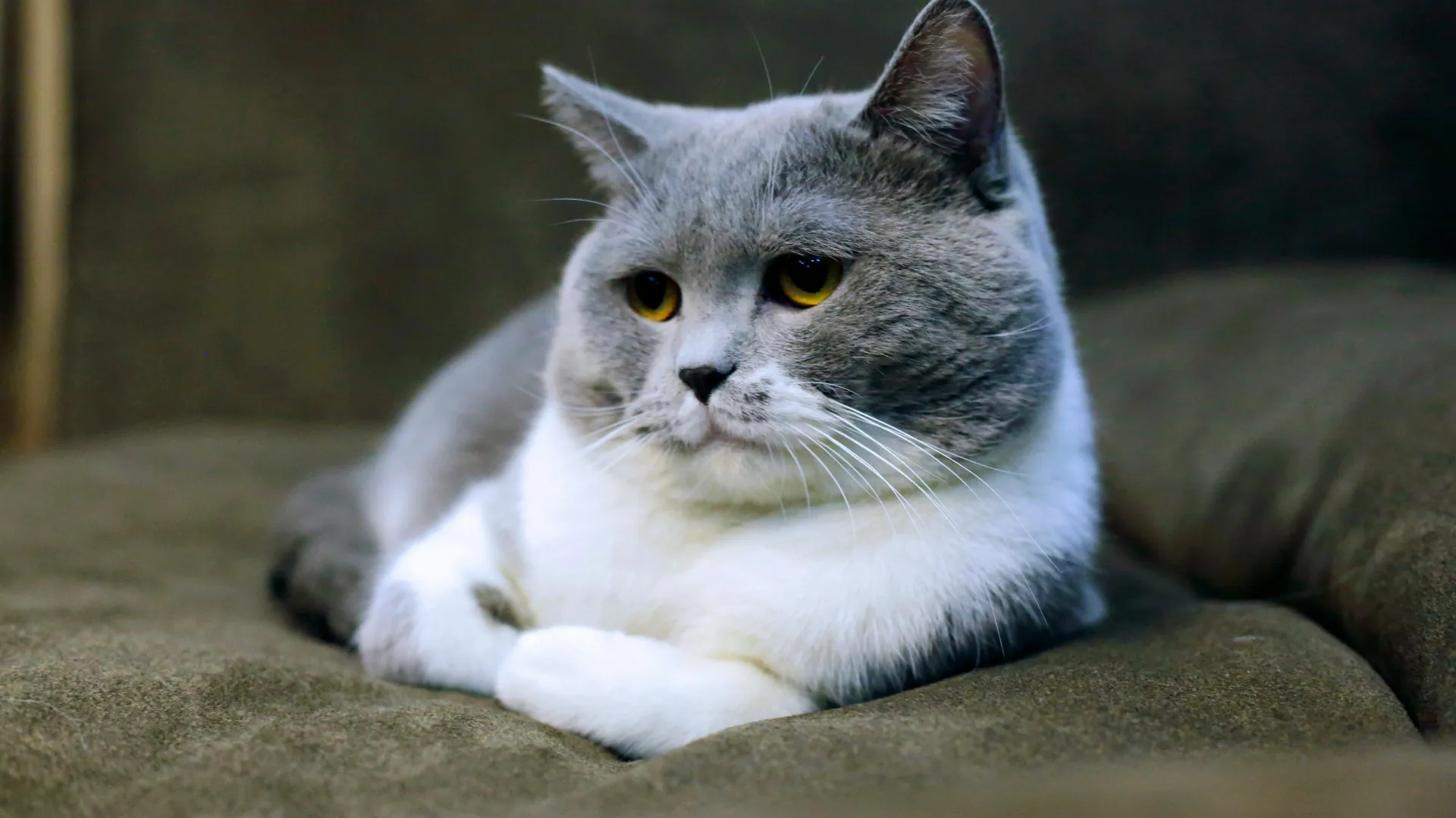 Gatos de diferentes razas y colores mirando a la cámara, enciclopedia felina, comportamiento, cuidados, salud y adopción de gatos en español