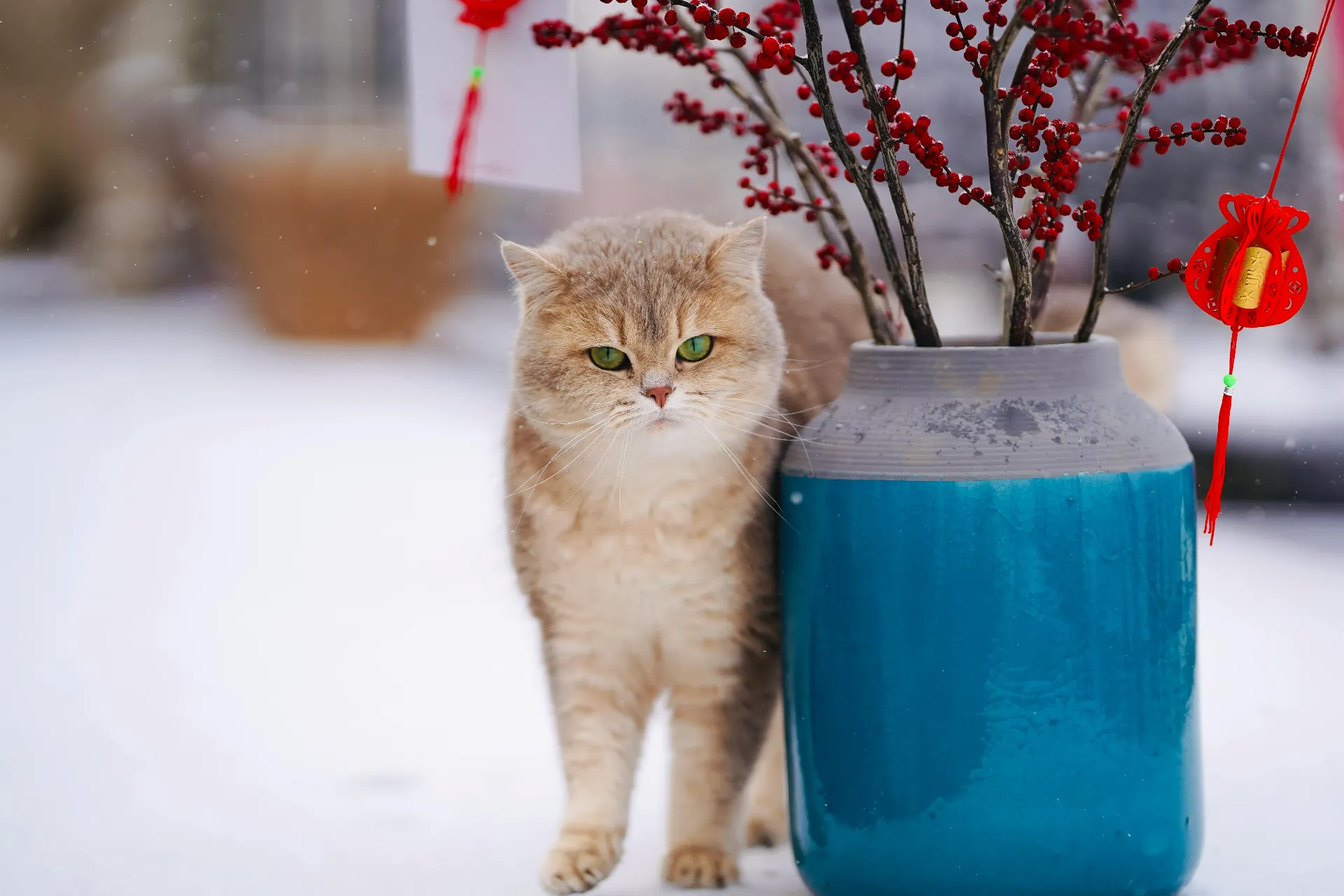 Comportamiento felino