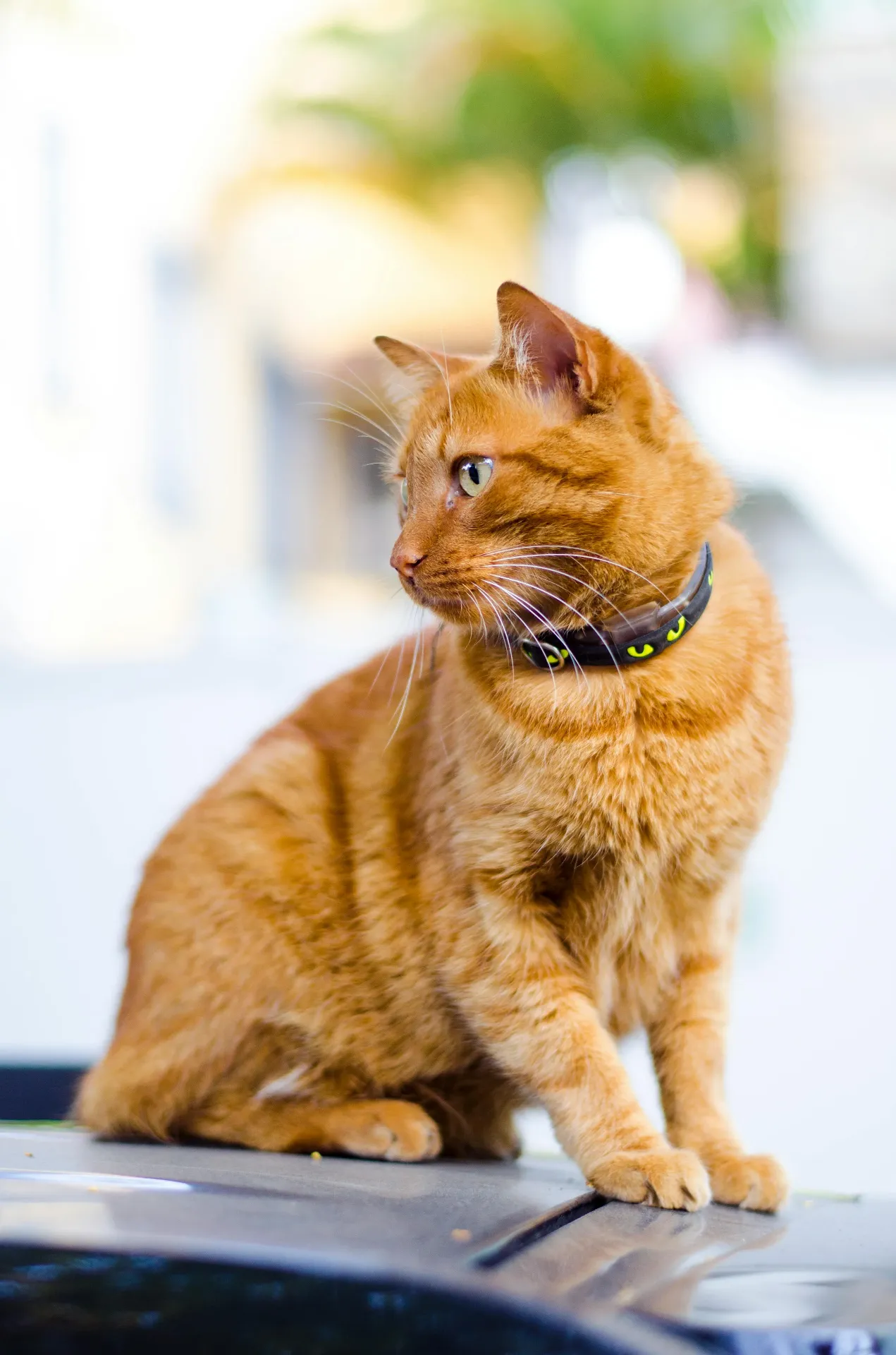 Razas de gatos