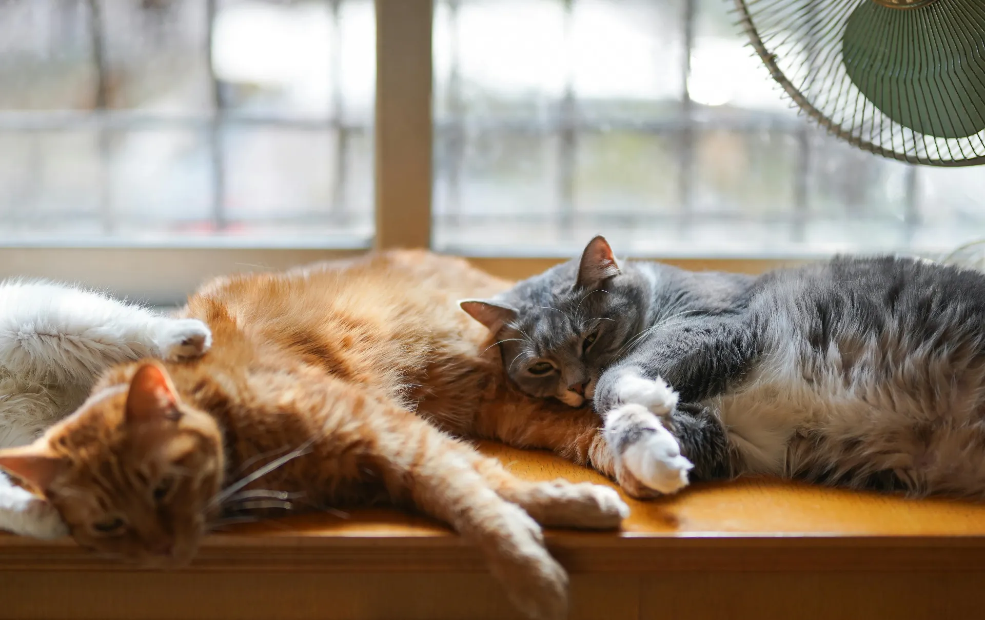 Blog sobre gatos